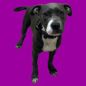 Enlarge Tux, a Adoptable Pit Bull Terrier in Tuscaloosa, AL image 1/1