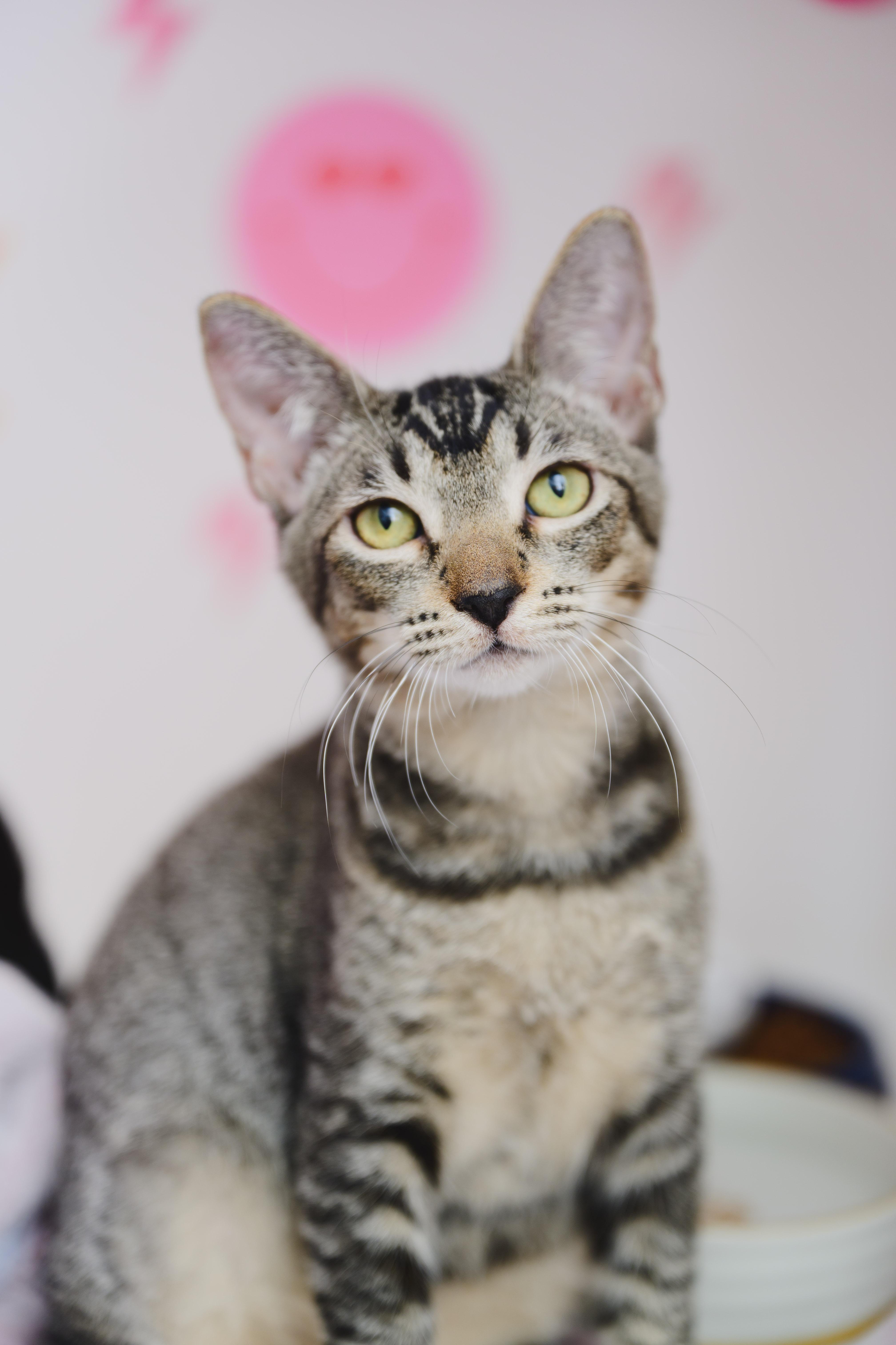 Enlarge Horchata, a Adoptable Domestic Short Hair in Honolulu, HI image 1/6