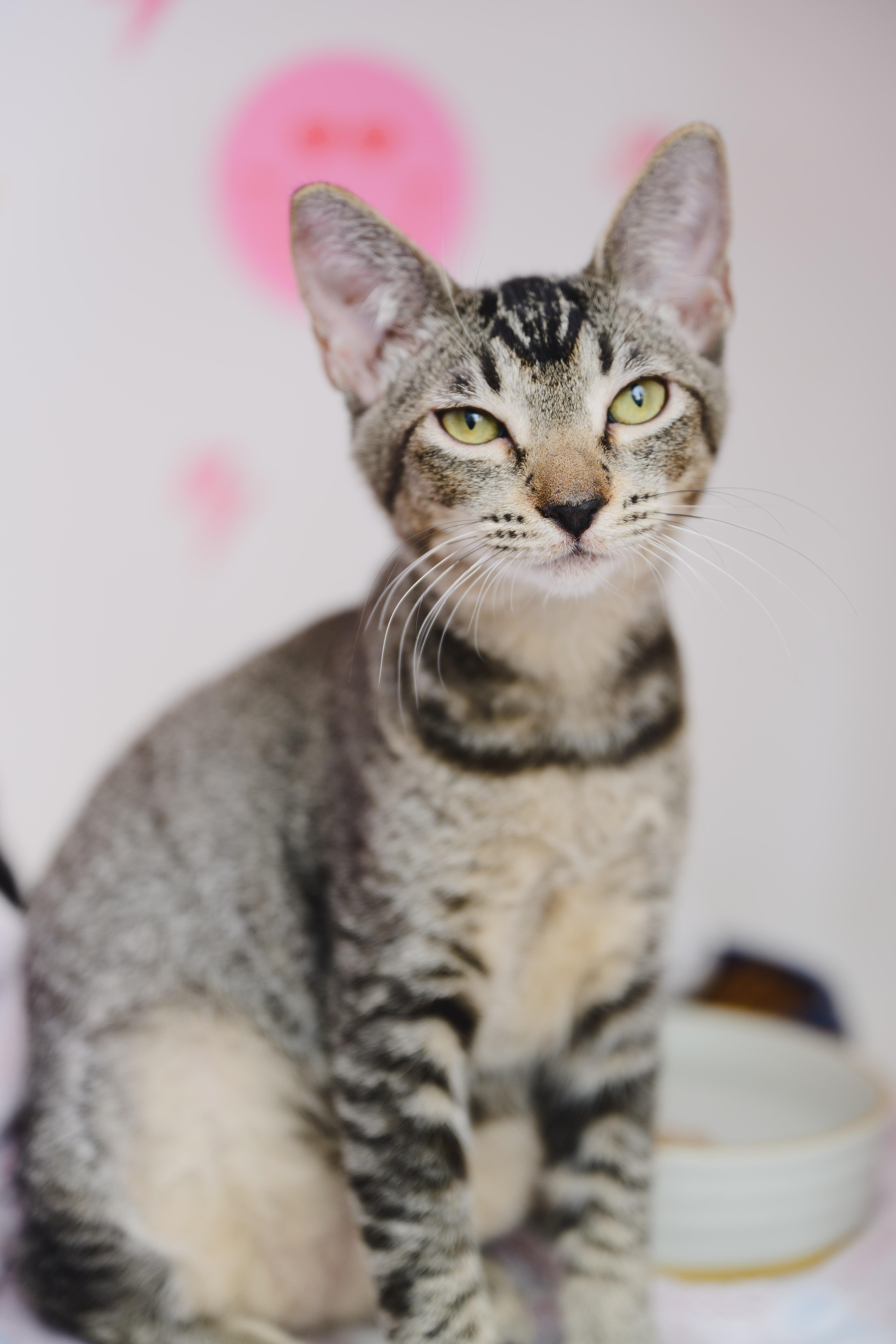 Enlarge Horchata, a Adoptable Domestic Short Hair in Honolulu, HI image 2/6