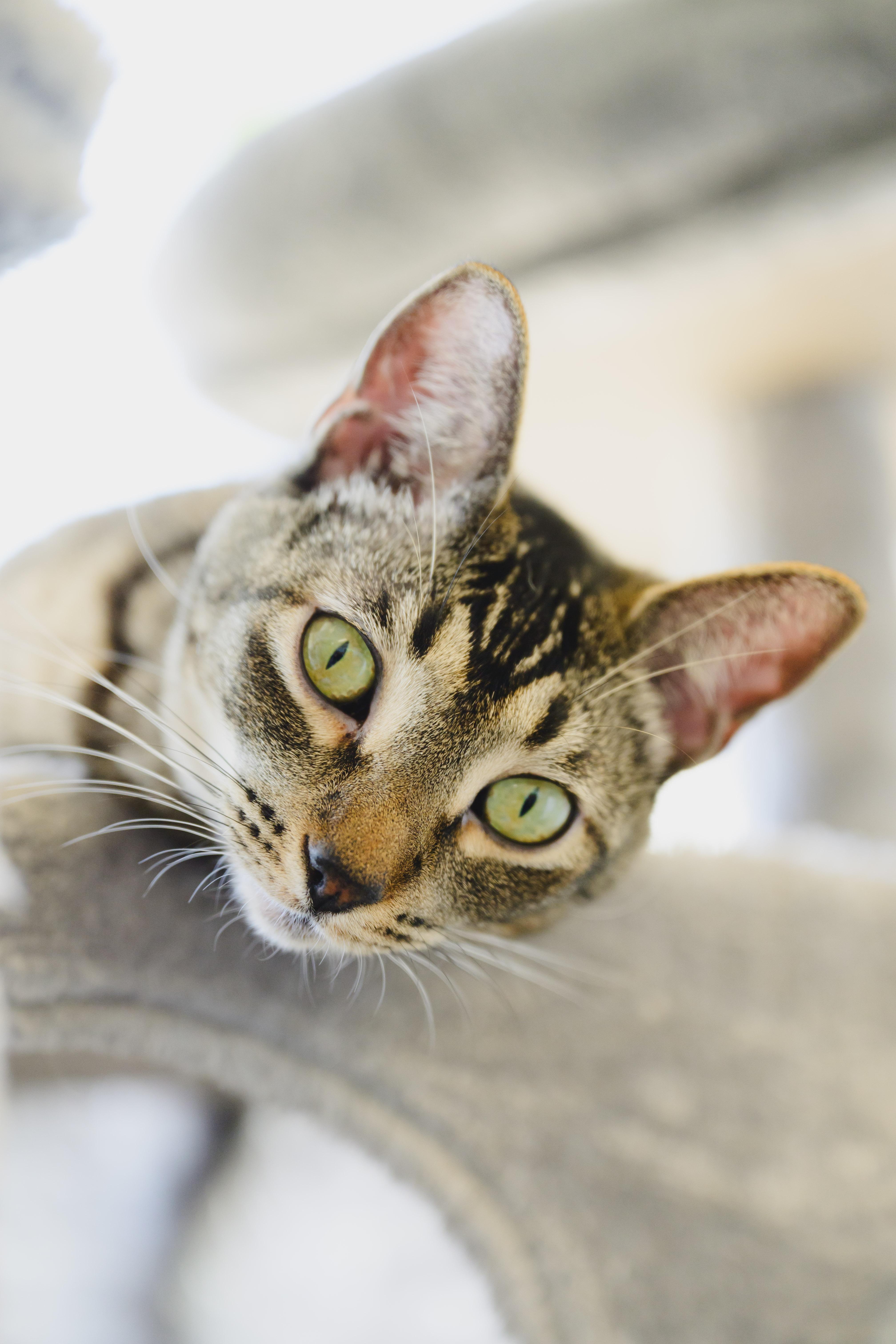Enlarge Horchata, a Adoptable Domestic Short Hair in Honolulu, HI image 2/6