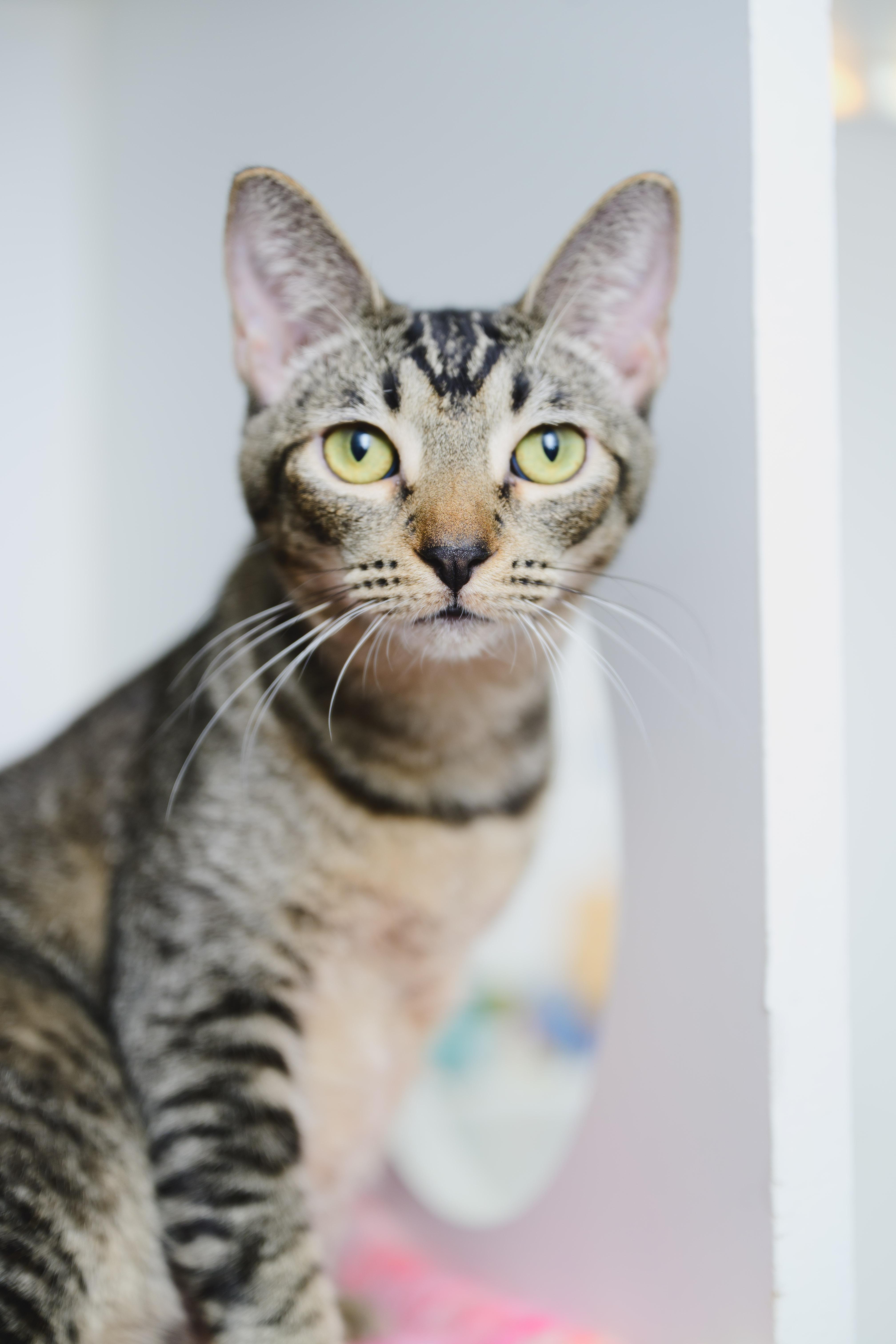 Enlarge Horchata, a Adoptable Domestic Short Hair in Honolulu, HI image 3/6