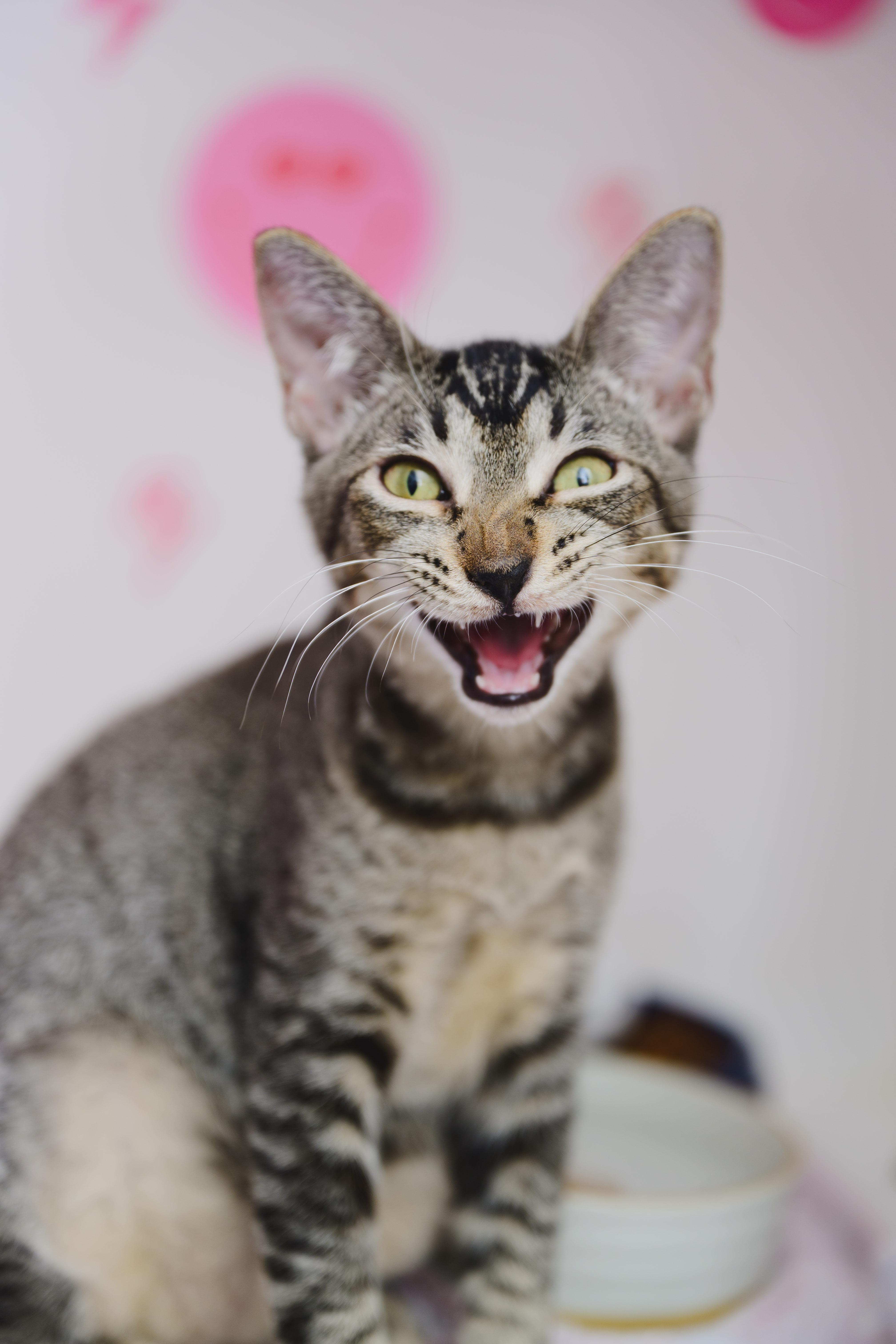 Enlarge Horchata, a Adoptable Domestic Short Hair in Honolulu, HI image 4/6