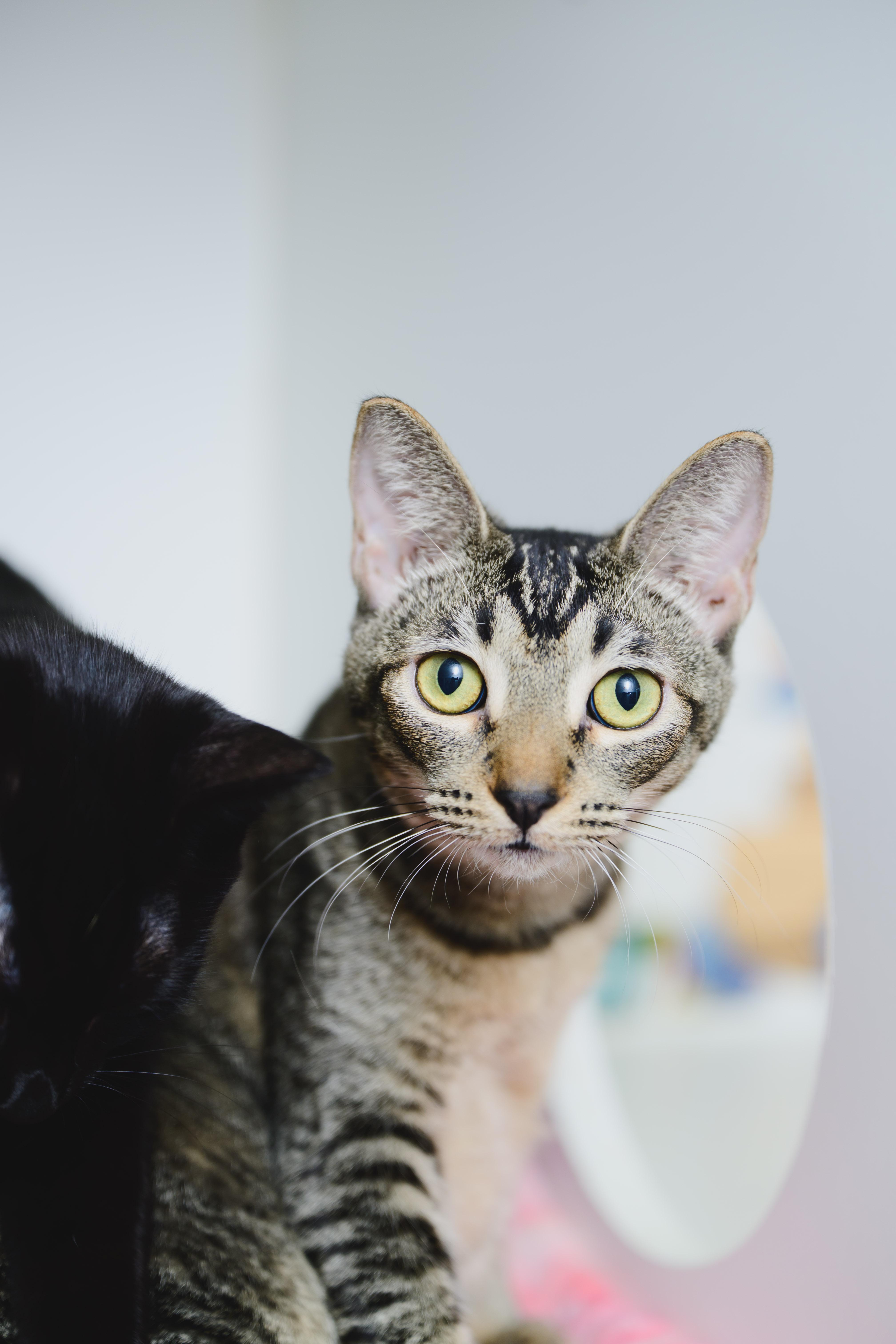 Enlarge Horchata, a Adoptable Domestic Short Hair in Honolulu, HI image 5/6