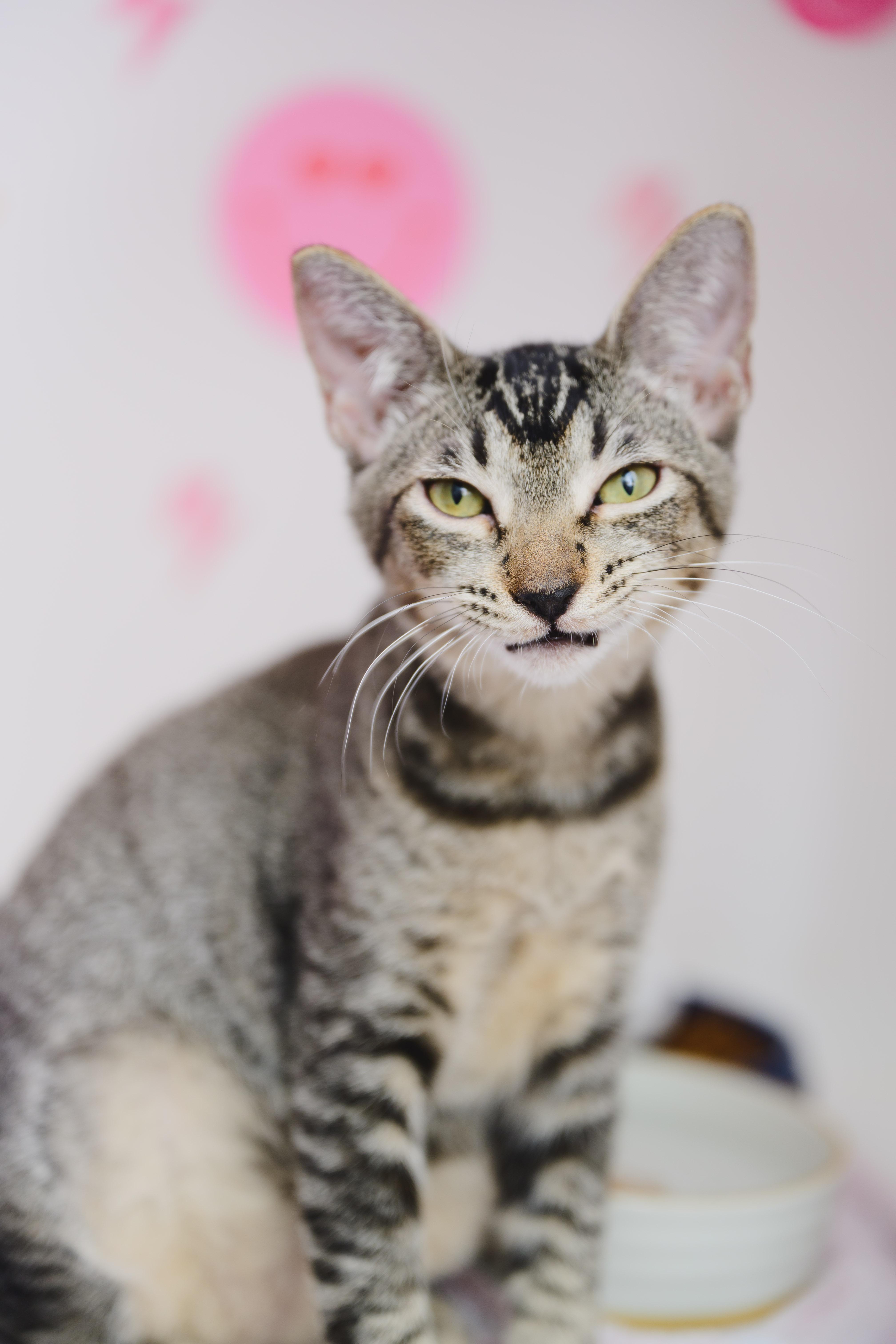 Enlarge Horchata, a Adoptable Domestic Short Hair in Honolulu, HI image 6/6