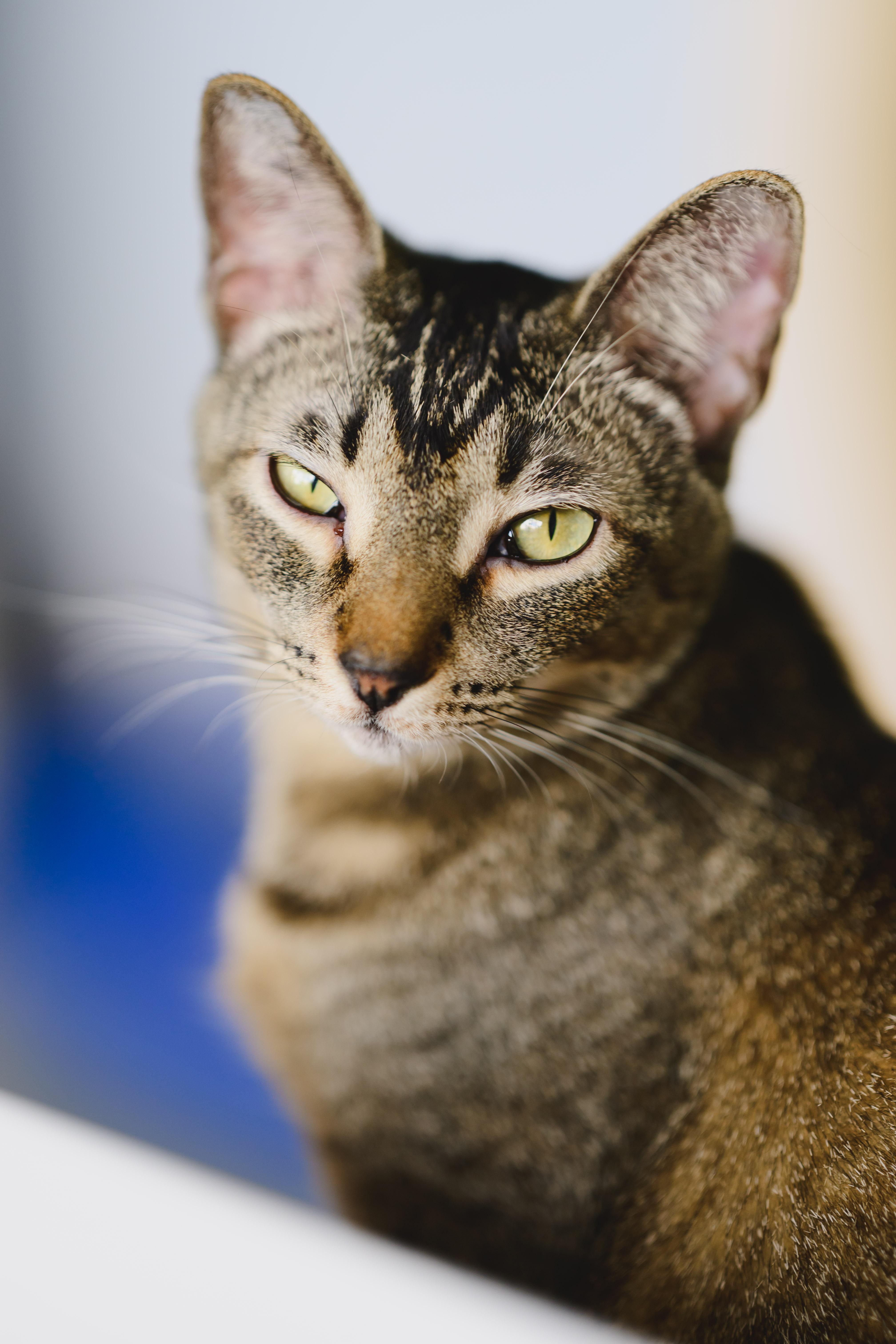 Enlarge Horchata, a Adoptable Domestic Short Hair in Honolulu, HI image 3/6