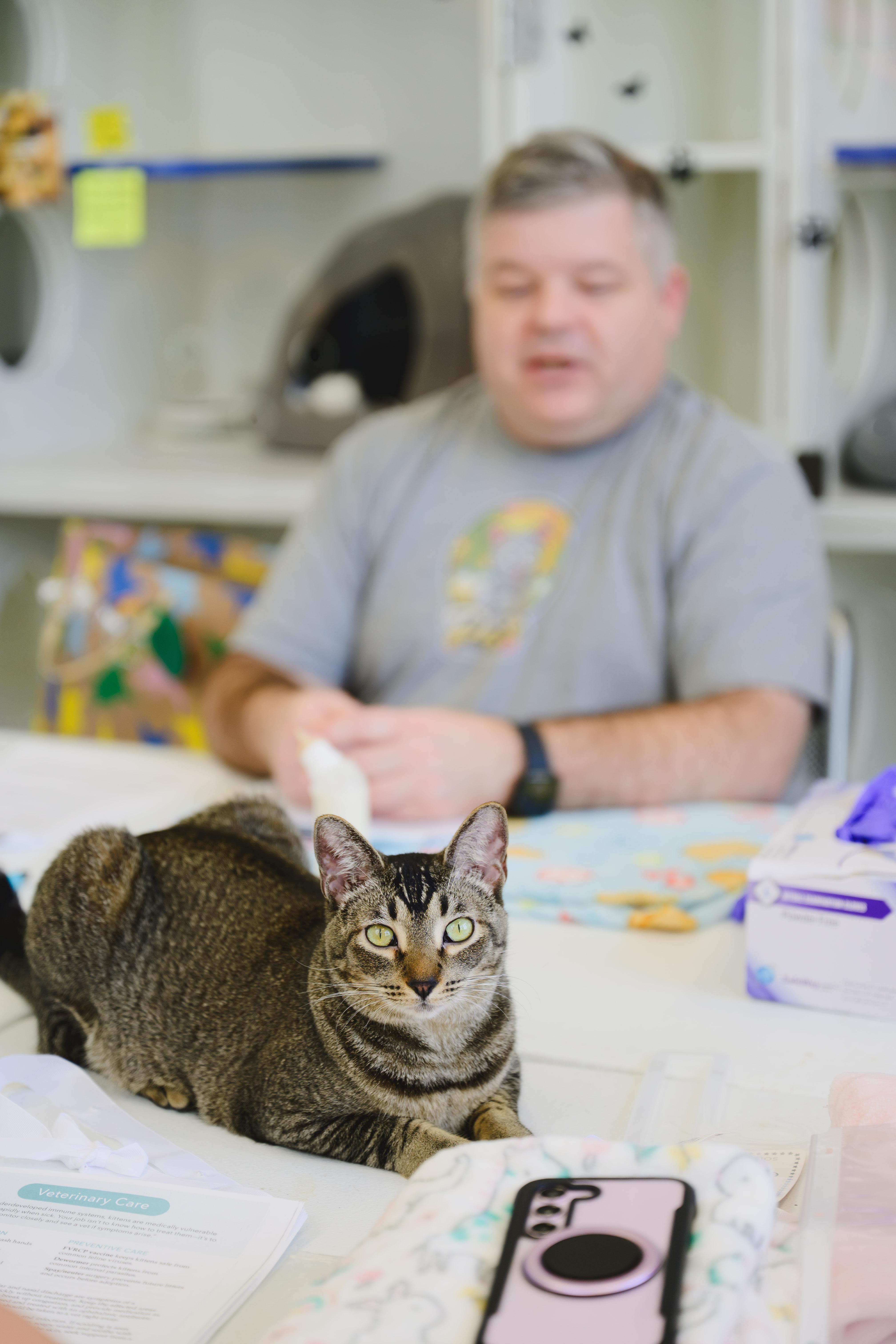 Enlarge Horchata, a Adoptable Domestic Short Hair in Honolulu, HI image 5/6