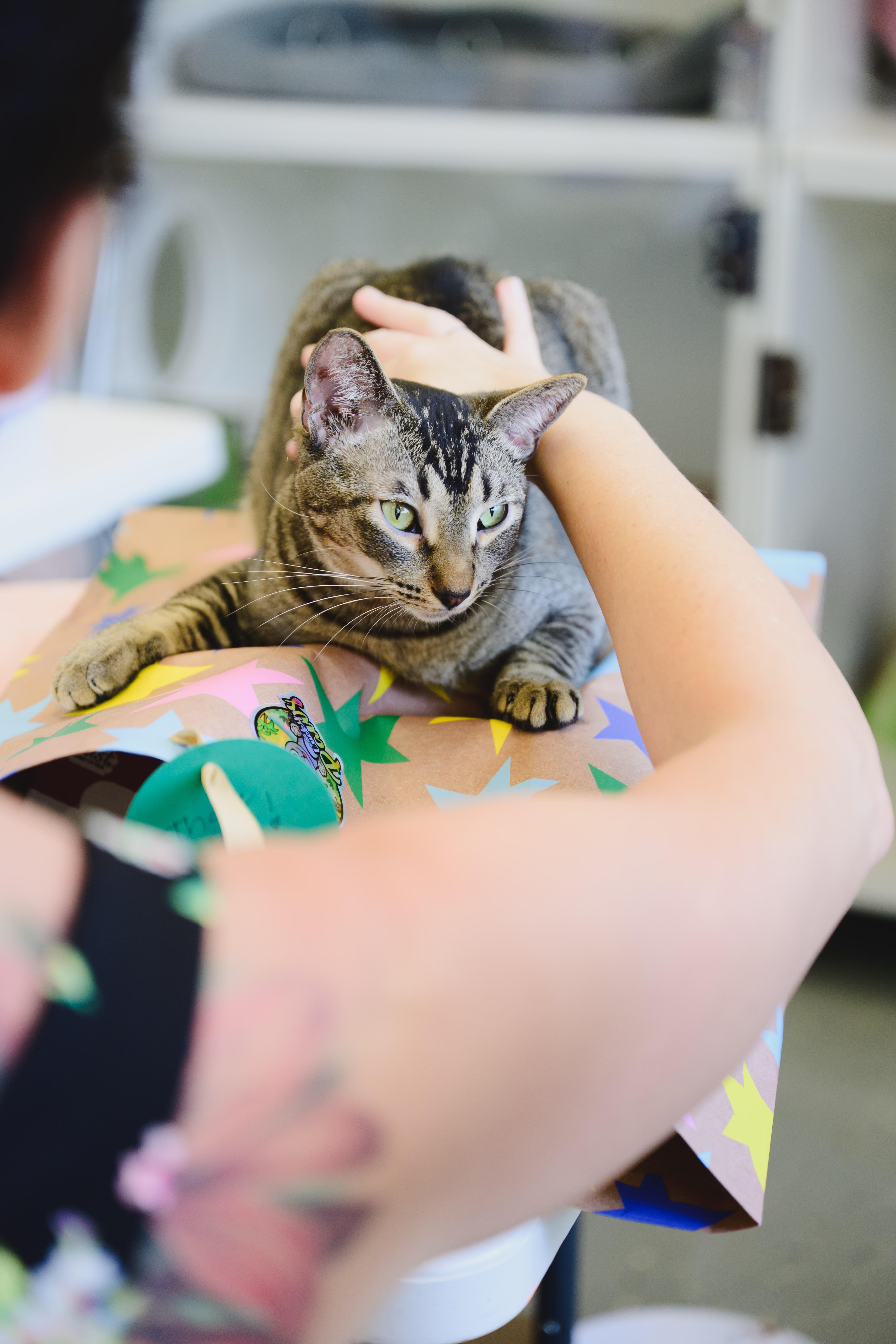 Enlarge Horchata, a Adoptable Domestic Short Hair in Honolulu, HI image 6/6