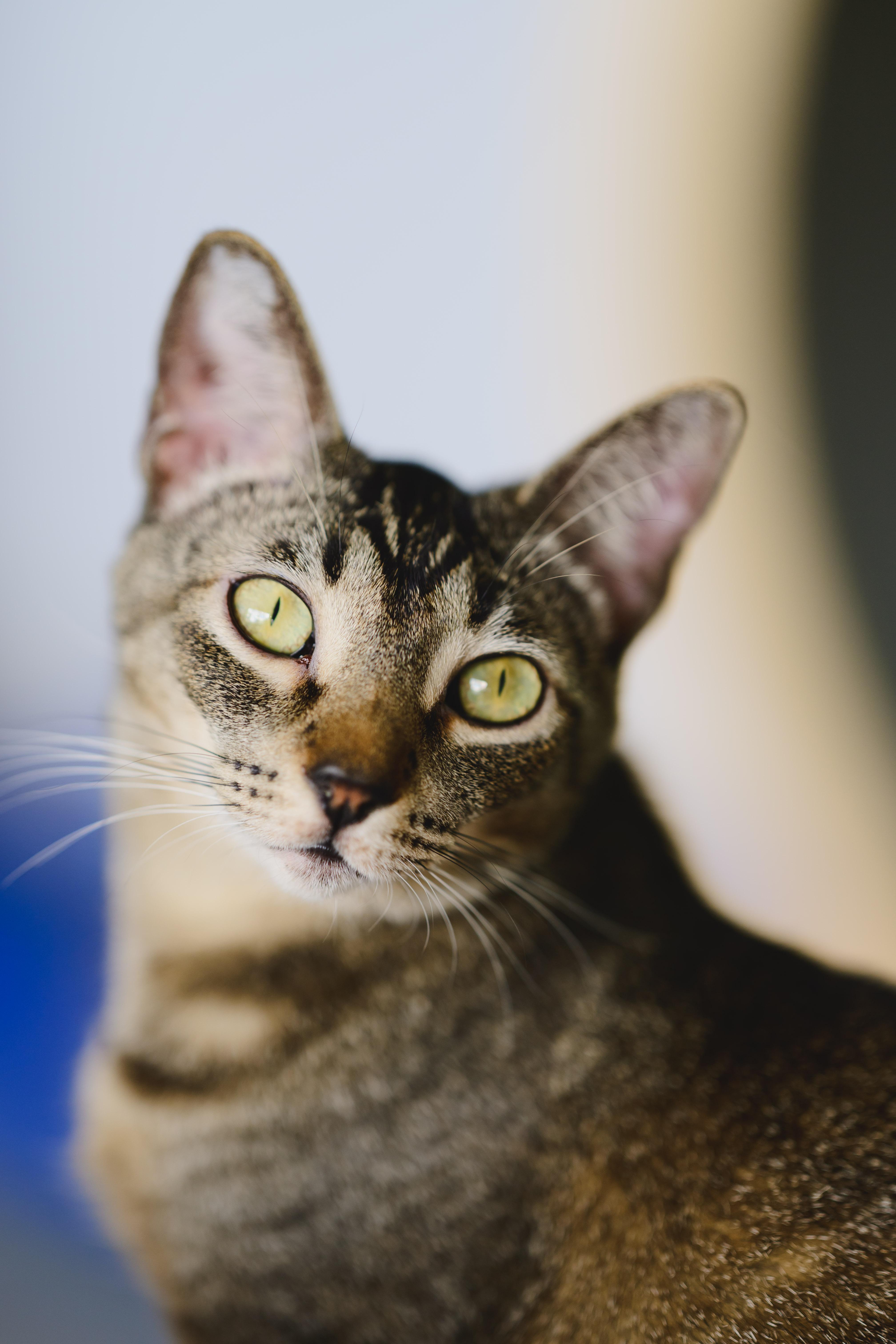 Enlarge Horchata, a Adoptable Domestic Short Hair in Honolulu, HI image 6/6