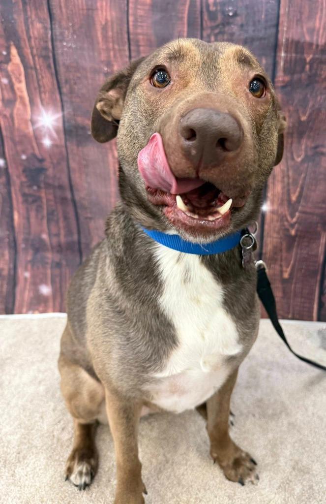 Jewel, Adoptable, Adult Female Pit Bull Terrier & Labrador Retriever.