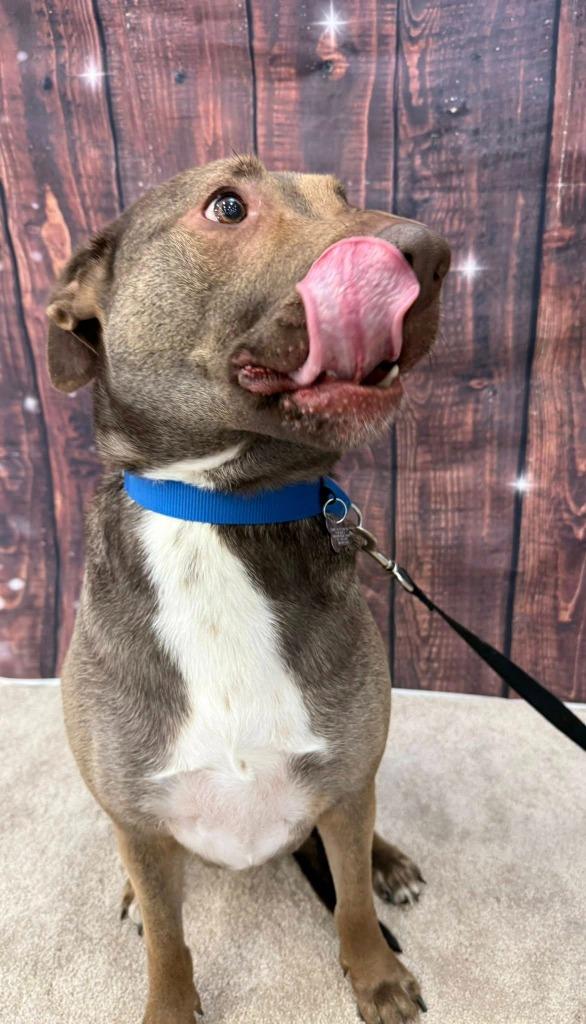 Jewel, a Adoptable mixed breed in Fond Du Lac, WI image 2/6