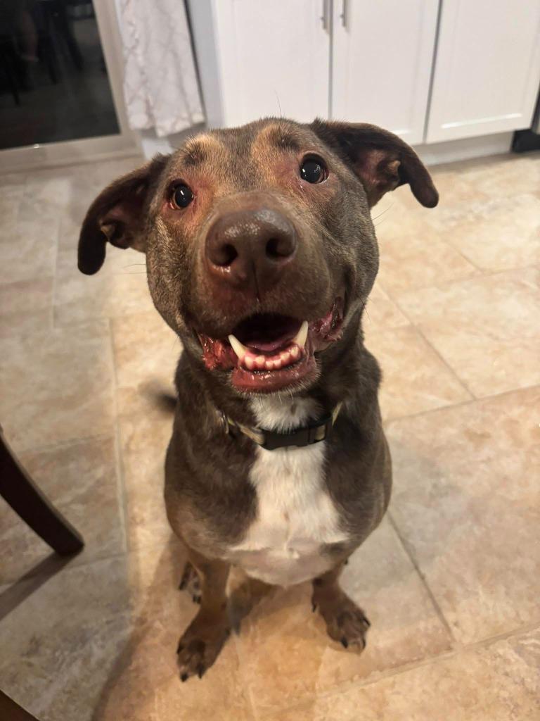 Jewel, a Adoptable mixed breed in Fond Du Lac, WI image 3/6