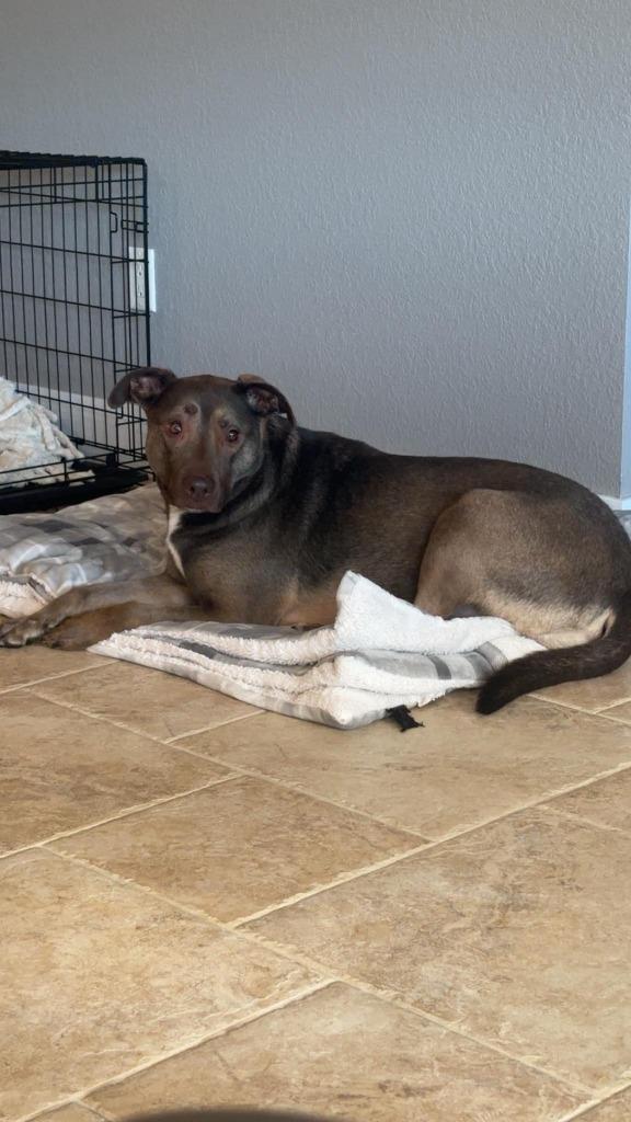 Jewel, a Adoptable mixed breed in Fond Du Lac, WI image 4/6