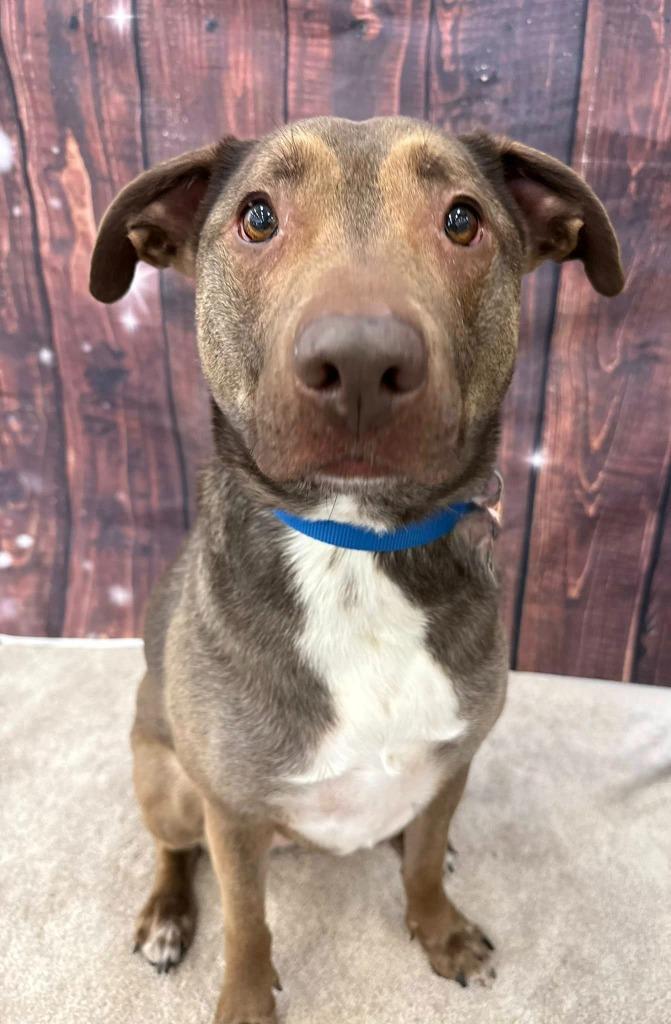 Jewel, a Adoptable mixed breed in Fond Du Lac, WI image 6/6