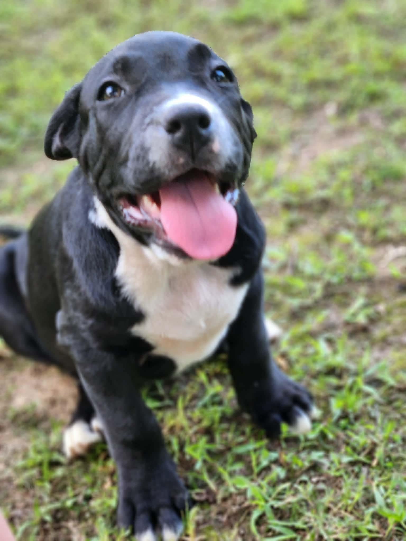 Mac, Adoptable, Puppy Male Pit Bull Terrier & Mastiff.