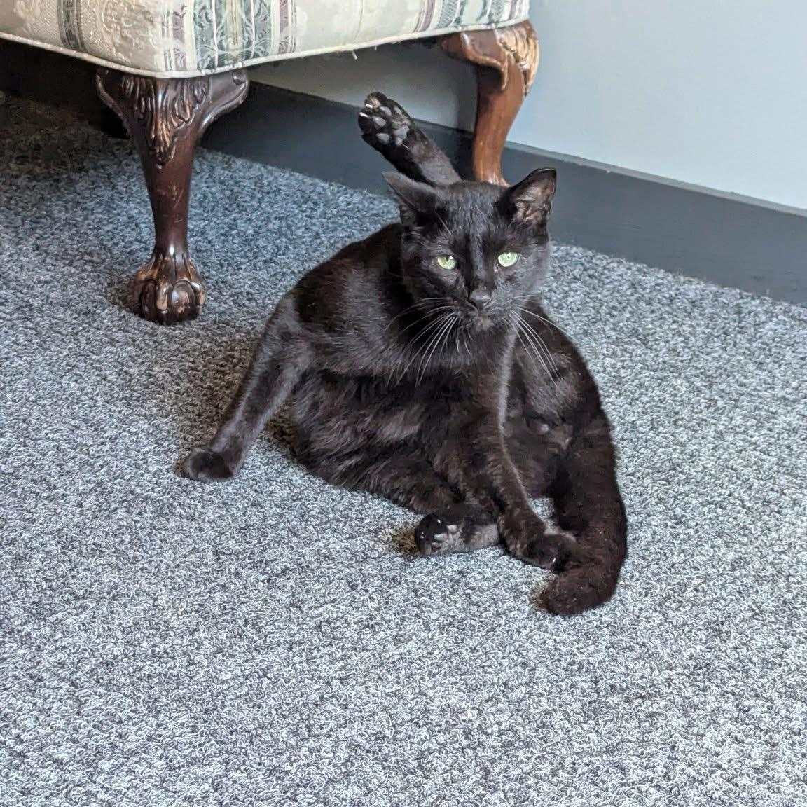 JADE, Adoptable, Young Male Domestic Short Hair.