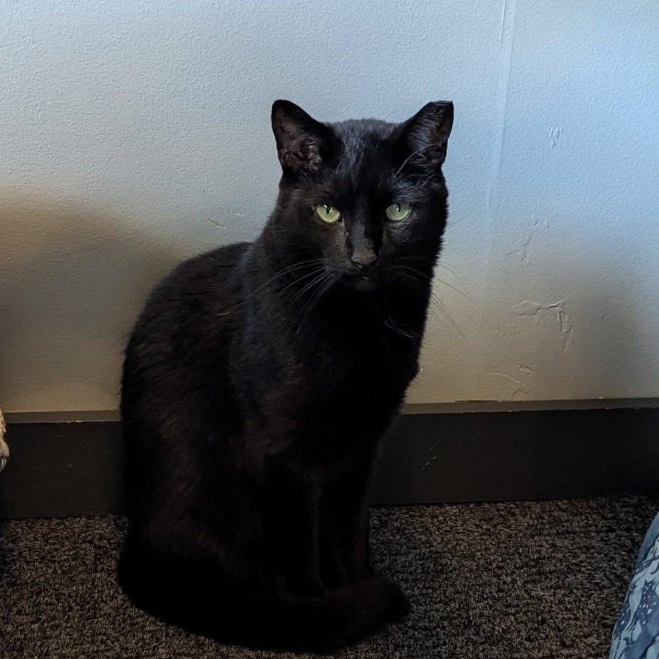 JADE, Adoptable, Young Male Domestic Short Hair.