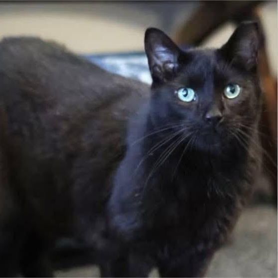 JADE, a Adoptable Domestic Short Hair in Schnecksville, PA image 3/4