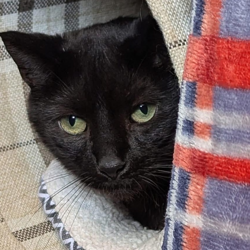 JADE, a Adoptable Domestic Short Hair in Schnecksville, PA image 4/4