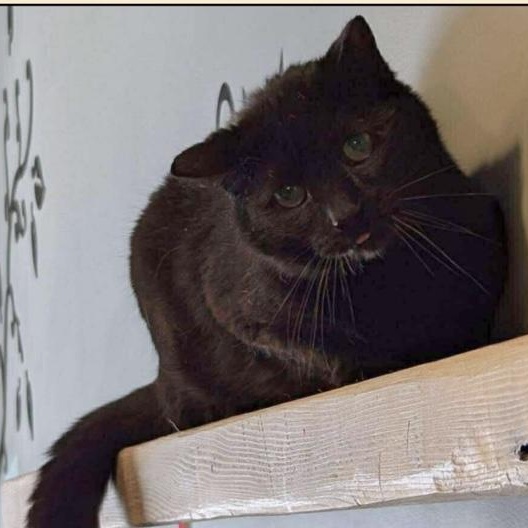 JADE, Young Male Domestic Short Hair