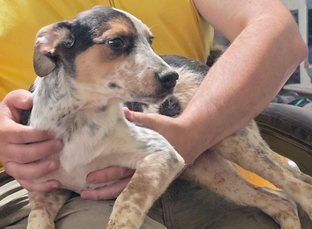 Mokke, Adoptable, Young Male Mixed Breed.