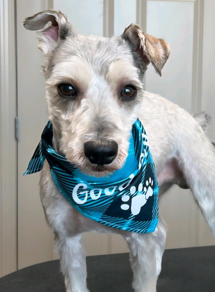 Enlarge Hermes, a Adopted Schnauzer in Johnston, IA image 1/1