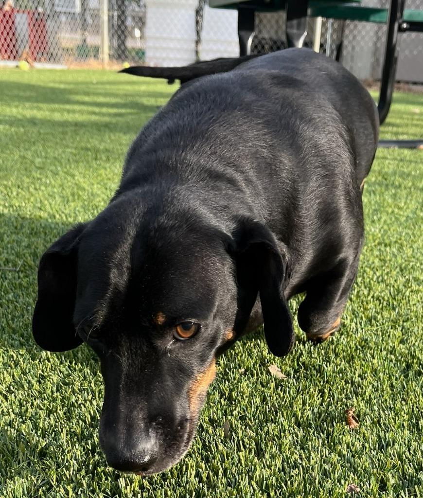 Enlarge Duke / Earl, a Adoptable Dachshund in Richland Hills, TX image 1/1