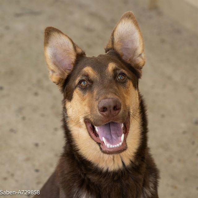 Enlarge SABEN, a Adoptable mixed breed in Sacramento, CA image 1/1