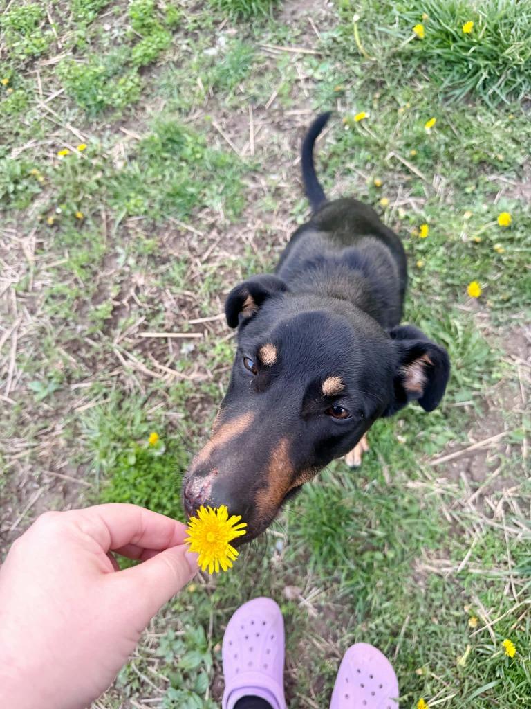 Enlarge Sedona, a Adoptable mixed breed in Effingham, IL image 2/6