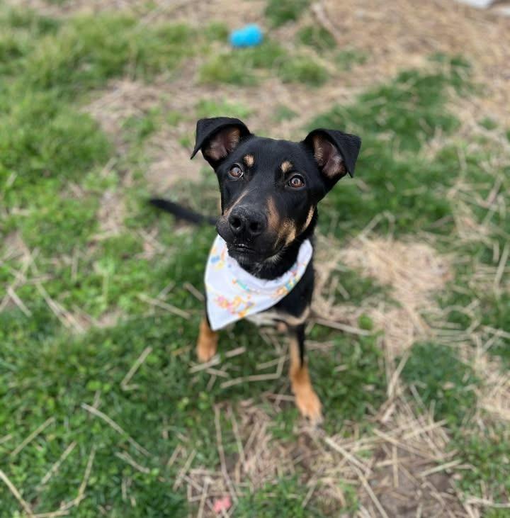 Enlarge Sedona, a Adoptable mixed breed in Effingham, IL image 3/6