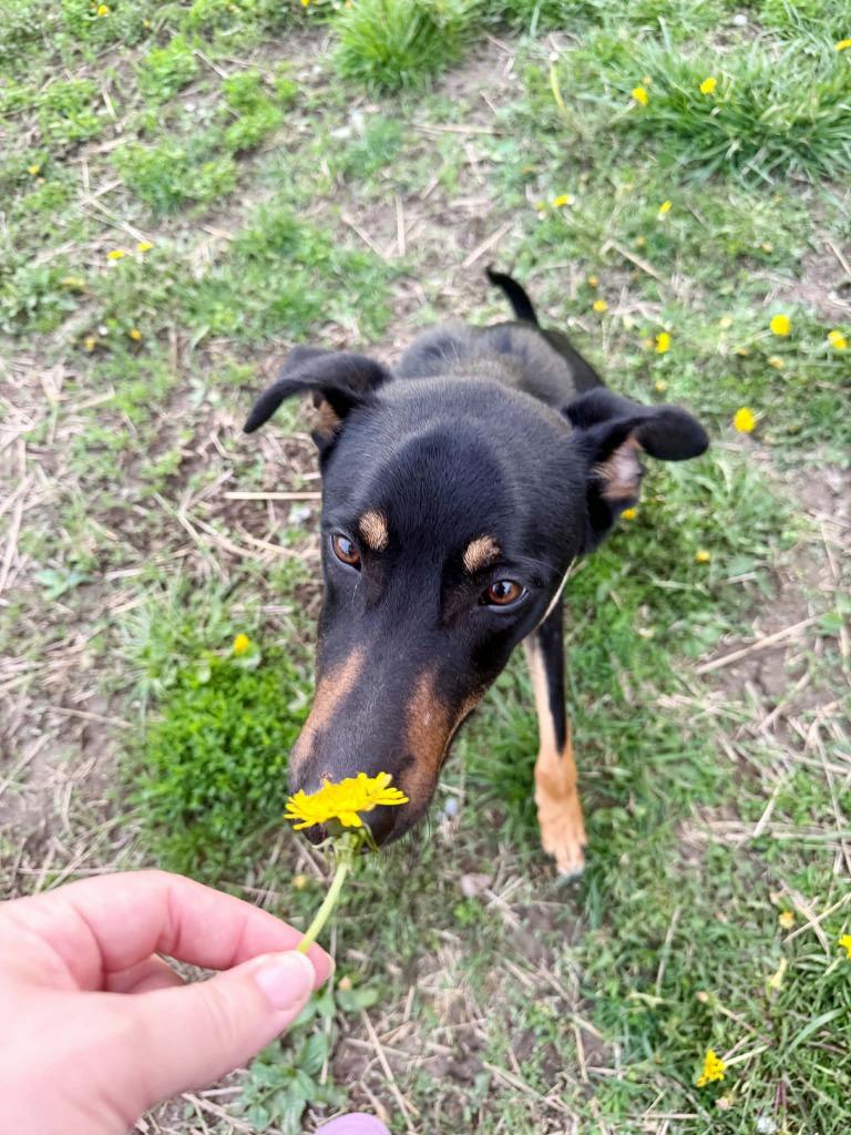 Enlarge Sedona, a Adoptable mixed breed in Effingham, IL image 4/6