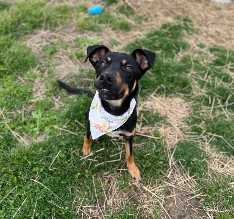 Enlarge Sedona, a Adoptable mixed breed in Effingham, IL image 5/6