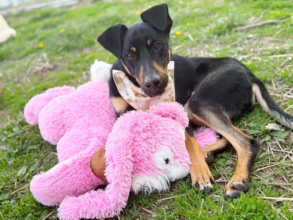 Enlarge Sedona, a Adoptable mixed breed in Effingham, IL image 6/6