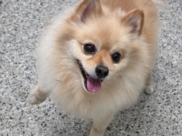 Enlarge Apple Jacks, a Adoptable Pomeranian in Warren, MI image 1/1