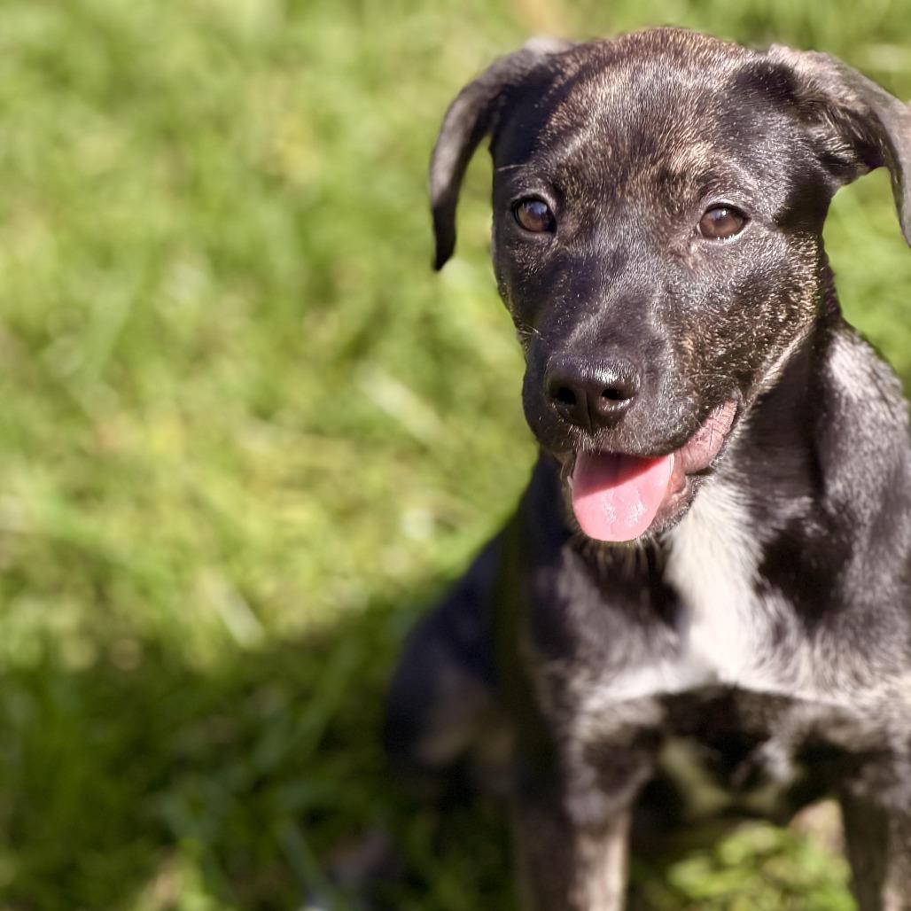 Venus, Adoptable, Puppy Female Australian Shepherd & Plott Hound.