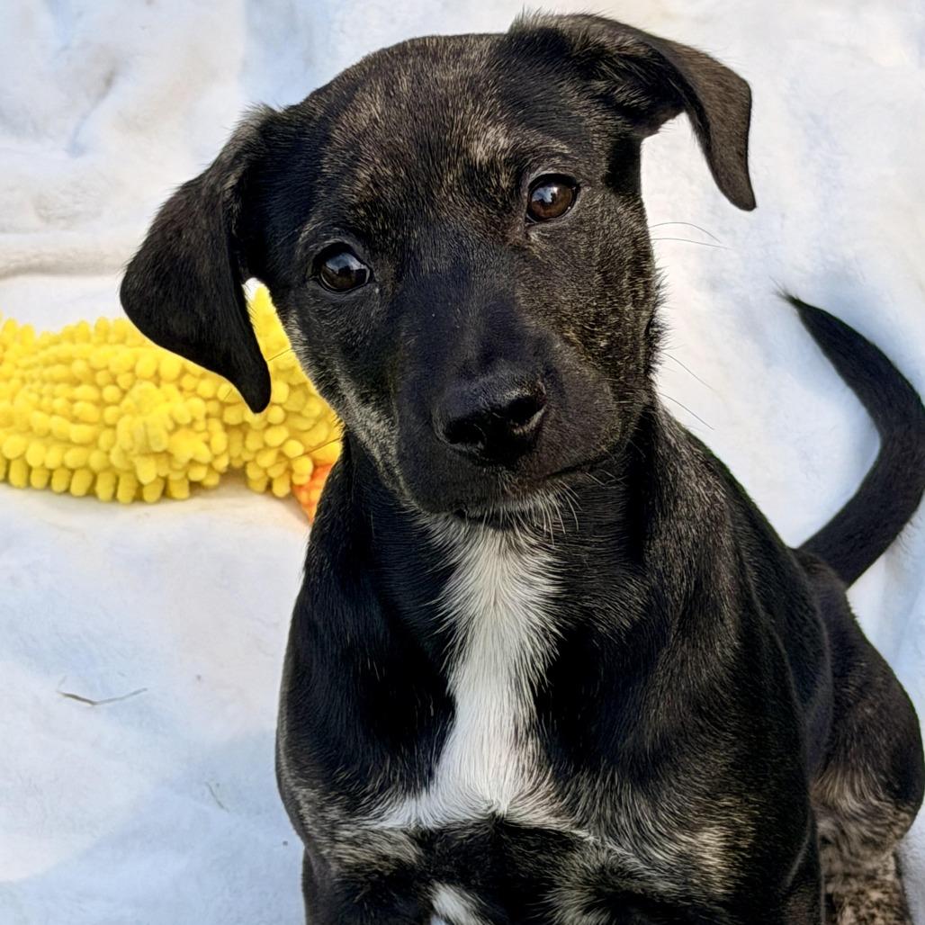 Enlarge Venus, a Adoptable mixed breed in Sparta, NJ image 2/6
