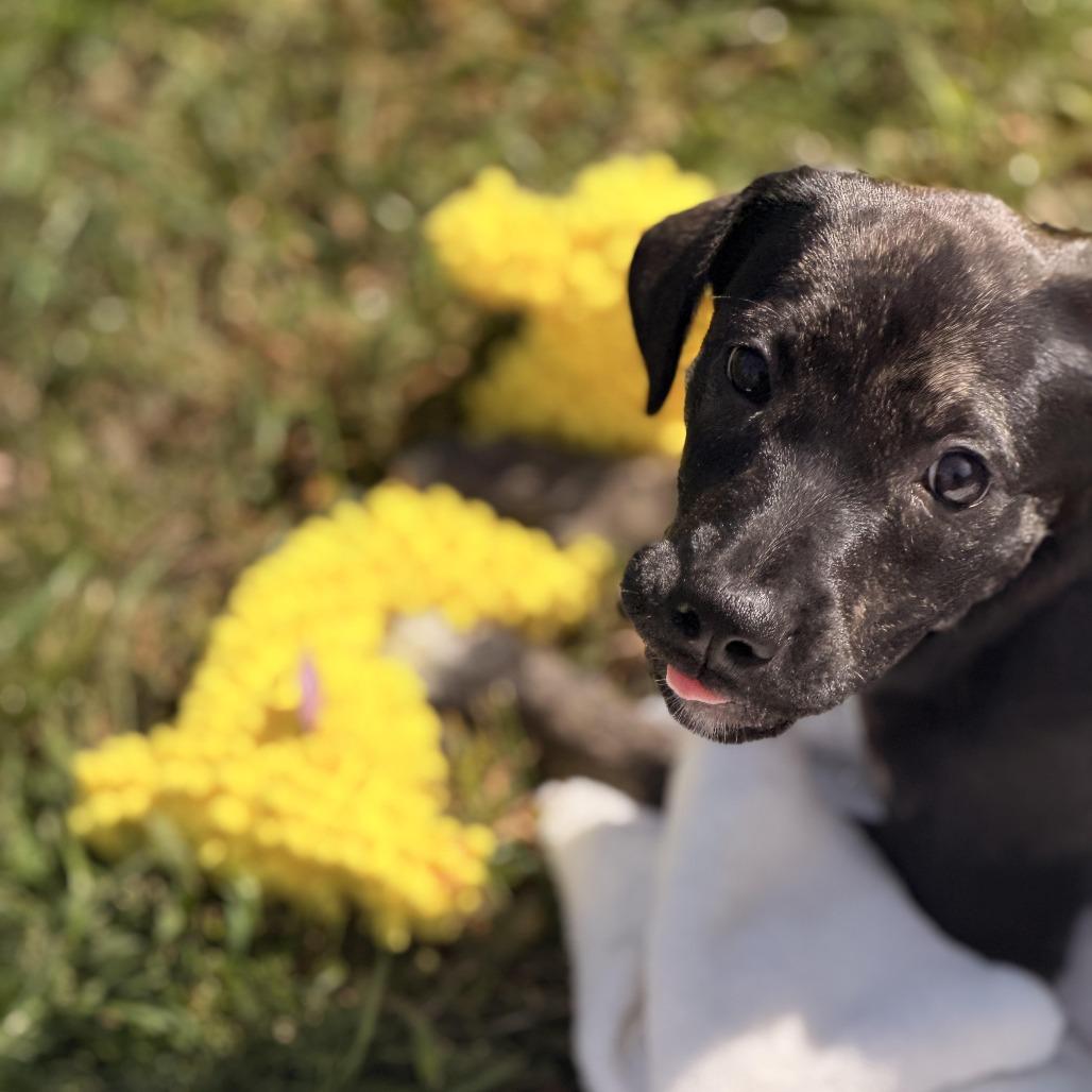 Enlarge Venus, a Adoptable mixed breed in Sparta, NJ image 3/6