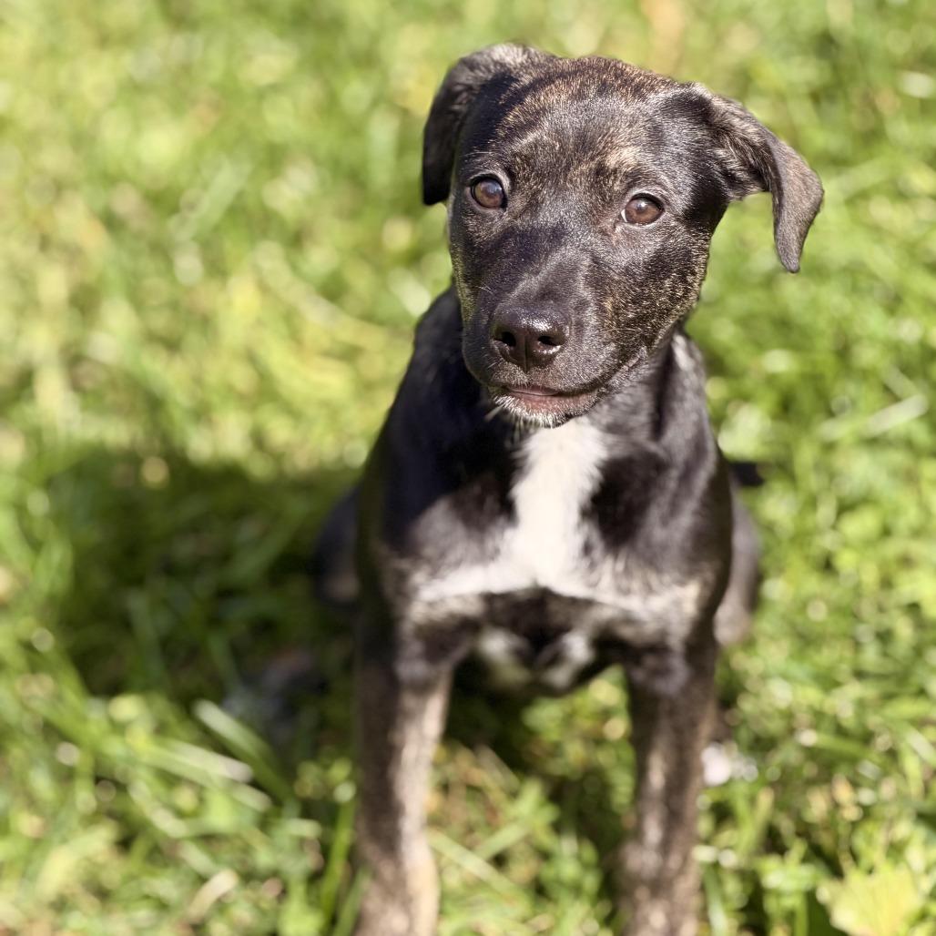 Enlarge Venus, a Adoptable mixed breed in Sparta, NJ image 4/6