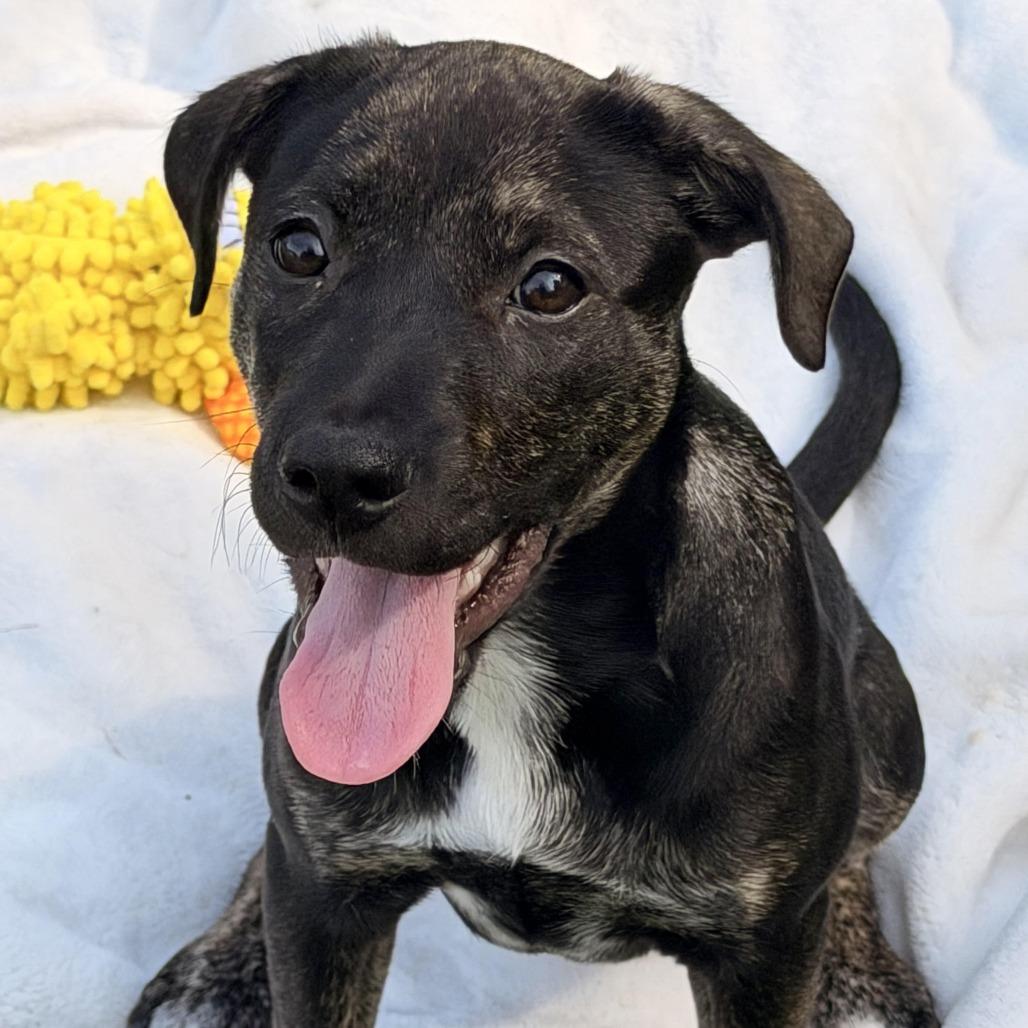 Enlarge Venus, a Adoptable mixed breed in Sparta, NJ image 5/6