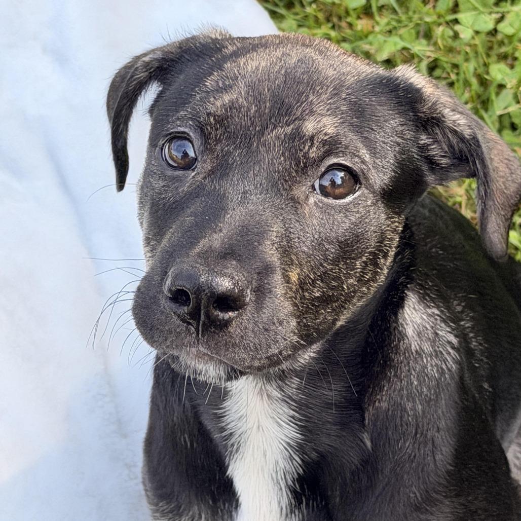 Enlarge Venus, a Adoptable mixed breed in Sparta, NJ image 6/6