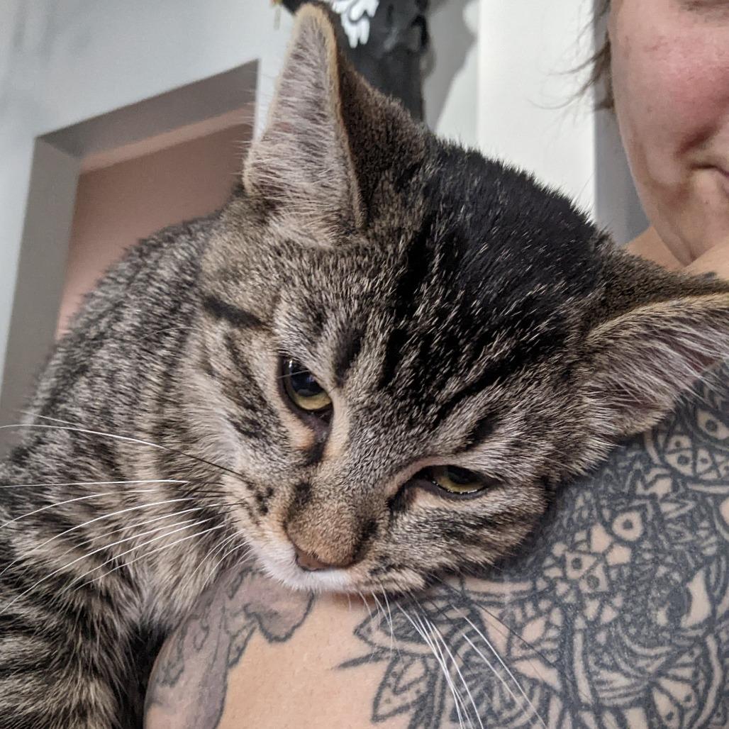 Enlarge Biff, a Adoptable Domestic Short Hair in Sioux Falls, SD image 1/2