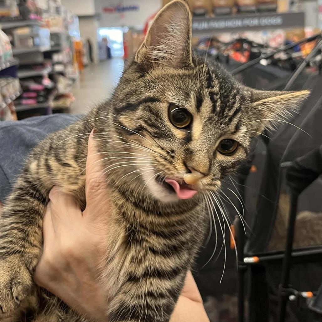 Enlarge Biff, a Adoptable Domestic Short Hair in Sioux Falls, SD image 2/2