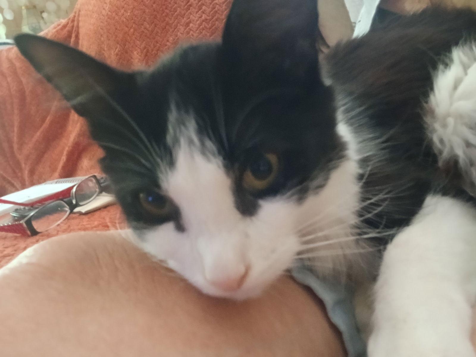 Cabaret, Adopted, Adult Male Domestic Short Hair.