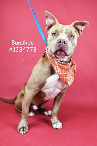 Enlarge Banshee - LONGTIME RESIDENT!, a Adoptable Pit Bull Terrier in Thousand Oaks, CA image 1/1