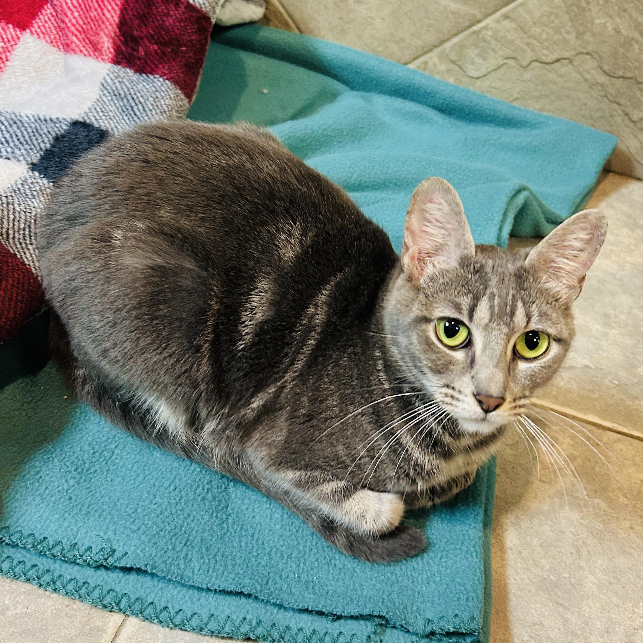 Enlarge Odette, a Adoptable Domestic Short Hair in Seguin, TX image 3/6