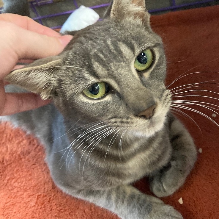 Enlarge Odette, a Adoptable Domestic Short Hair in Seguin, TX image 4/6