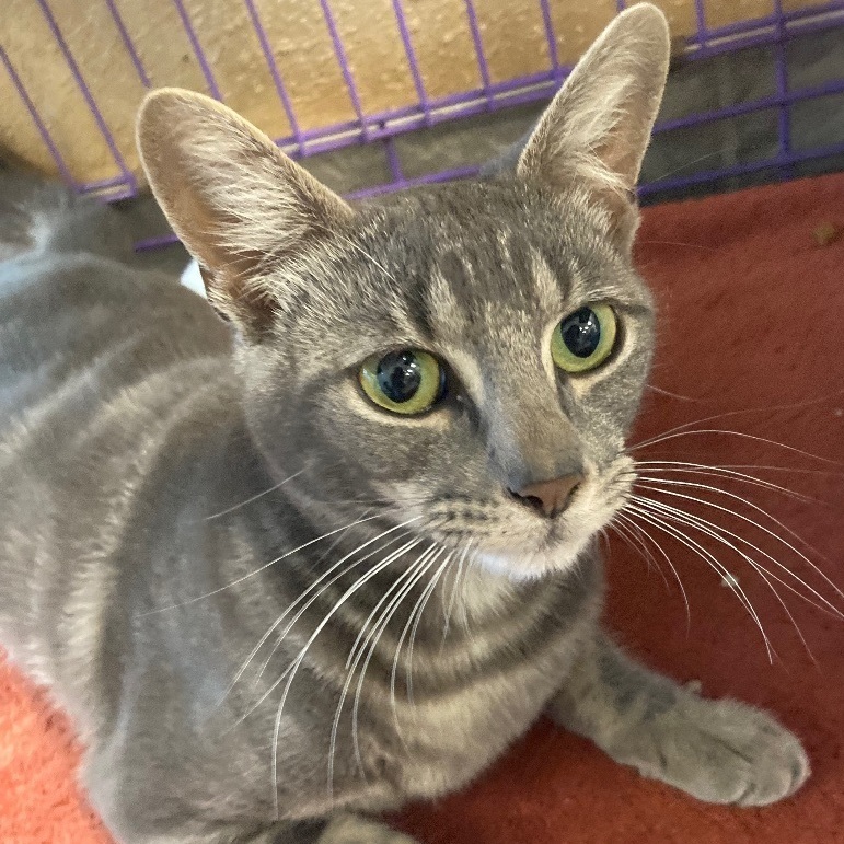 Enlarge Odette, a Adoptable Domestic Short Hair in Seguin, TX image 5/6