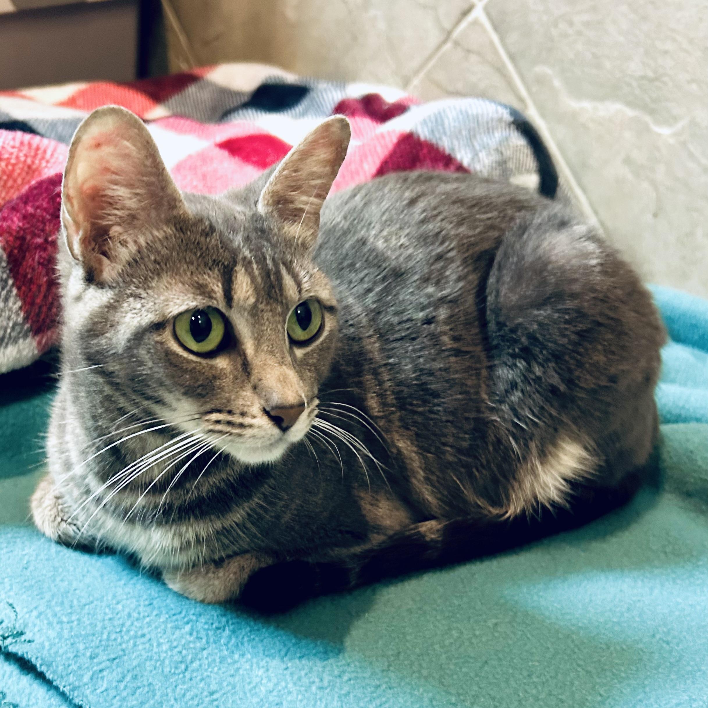 Enlarge Odette, a Adoptable Domestic Short Hair in Seguin, TX image 1/6