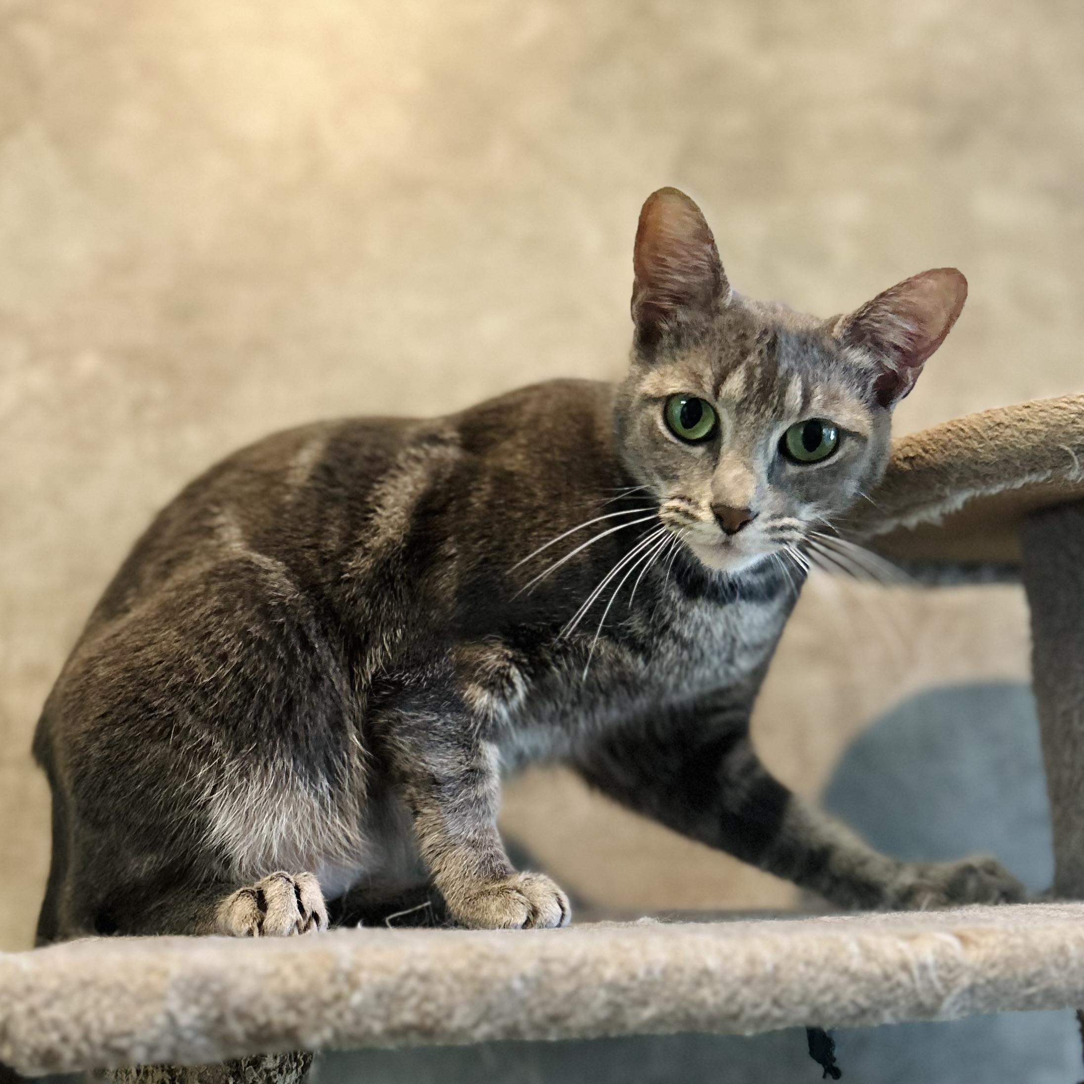Enlarge Odette, a Adoptable Domestic Short Hair in Seguin, TX image 4/6
