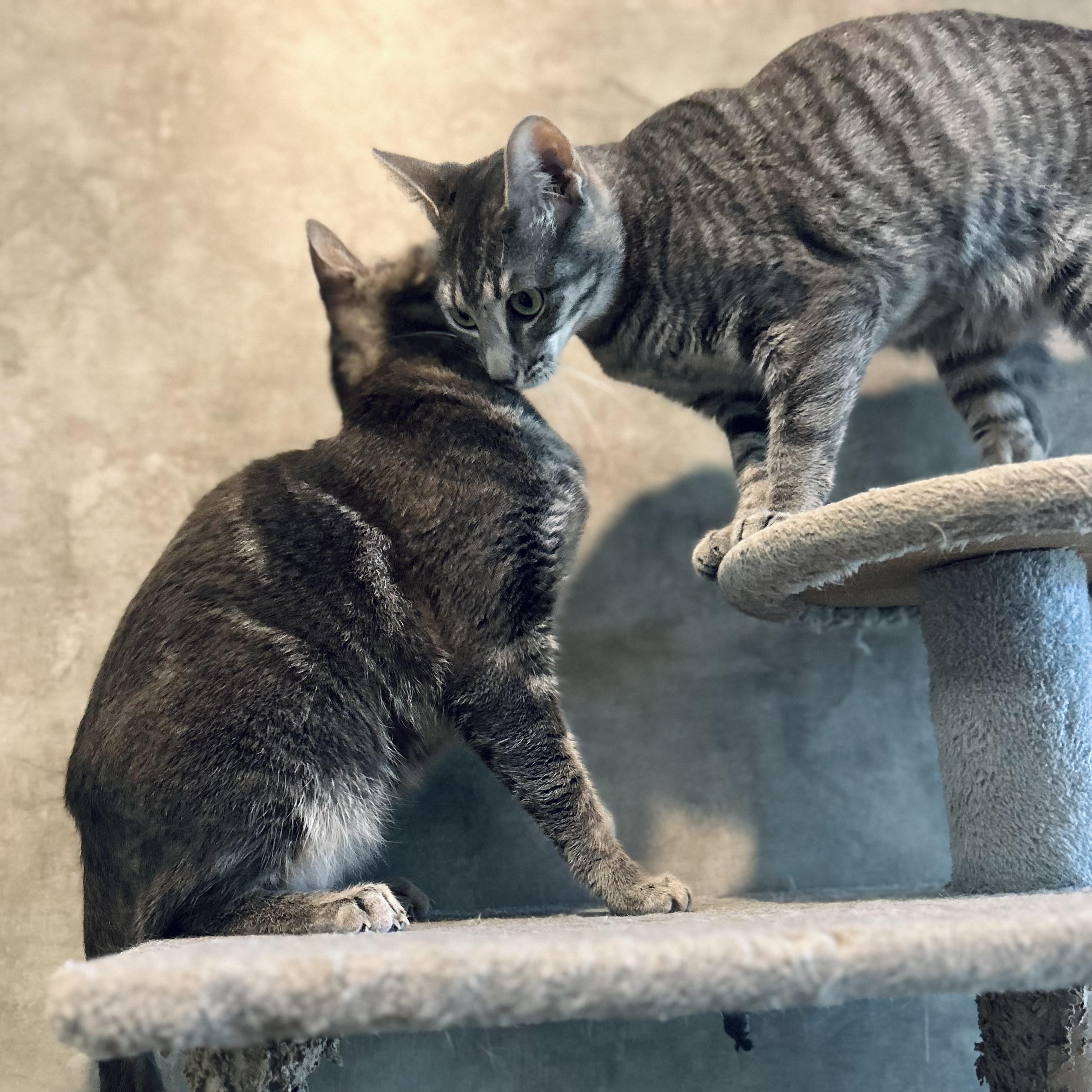 Enlarge Odette, a Adoptable Domestic Short Hair in Seguin, TX image 5/6