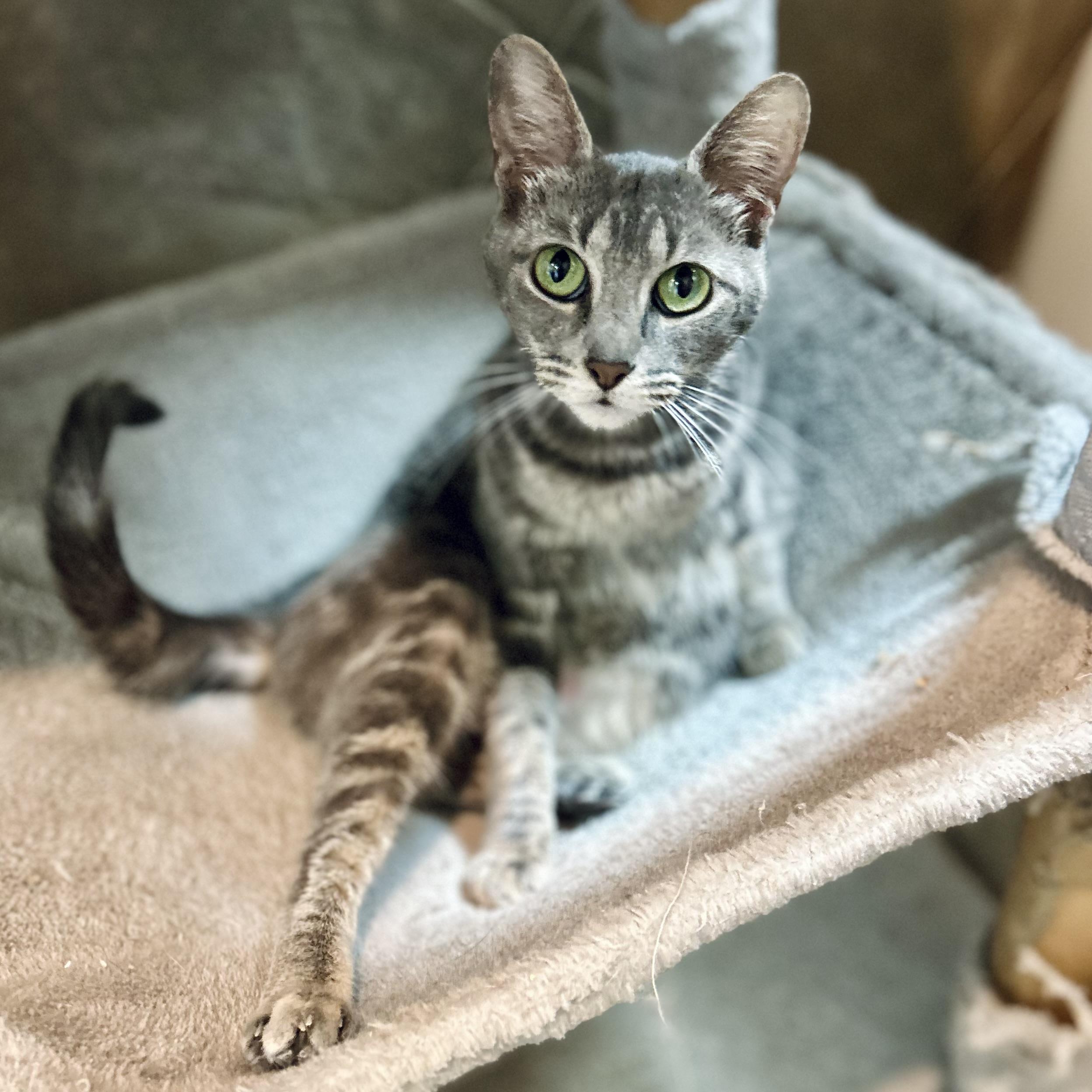 Odette, Adoptable, Adult Female Domestic Short Hair.